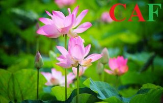 Kiểm toán báo cáo tài chính ở Đồng Tháp