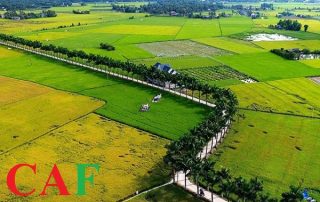 Dịch vụ kiểm toán độc lập ở Tân Trụ Long An