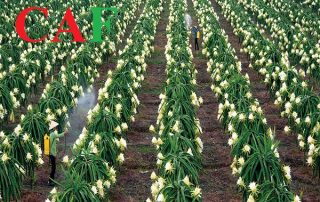 Dịch vụ kiểm toán tại huyện Châu Thành tỉnh Long An